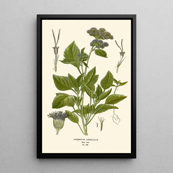Edward Step - Ageratum Coeruleum.webp