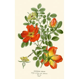 Edward Step - Austrian Briar.webp