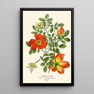 Edward Step - Austrian Briar.webp