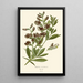 Reprodukcja obrazu Baptisia australis - Edward Step