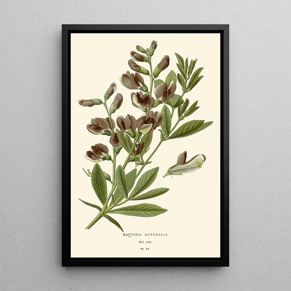 Reprodukcja obrazu Baptisia australis - Edward Step