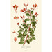 Begonia fuchsioides - Edward Step — widok dzieła