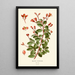 Begonia fuchsioides - Edward Step — oprawiony obraz na ścianie