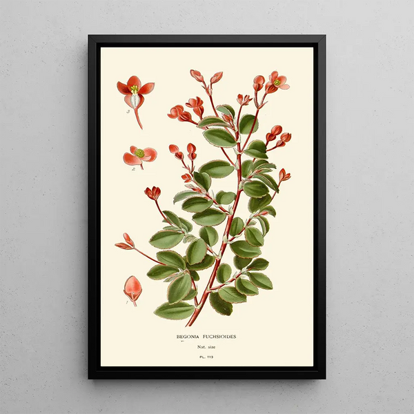 Begonia fuchsioides - Edward Step — oprawiony obraz na ścianie