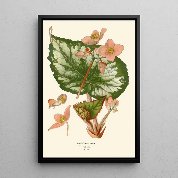 Reprodukcja obrazu Begonia rex - Edward Step