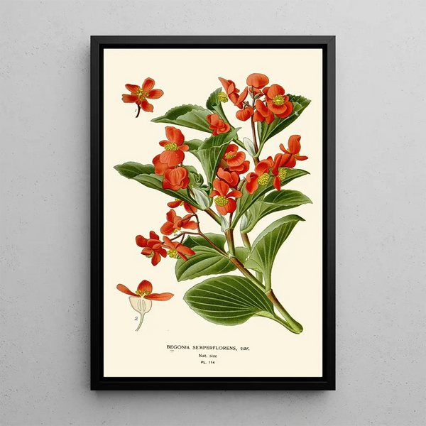 Begonia semperflorens - Edward Step — oprawiony obraz na ścianie