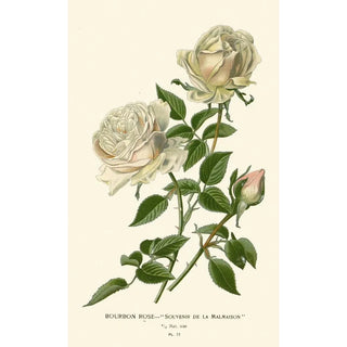Edward Step - Bourbon Rose Souvenir de la Malmaison.webp