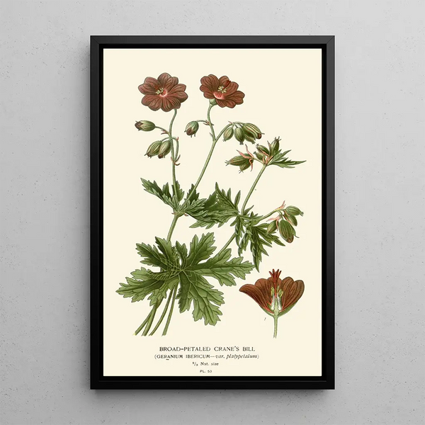 Geranium o szerokich płatkach - Edward Step — oprawiony obraz na ścianie