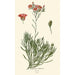 Calandrinia umbellata - Edward Step — widok dzieła