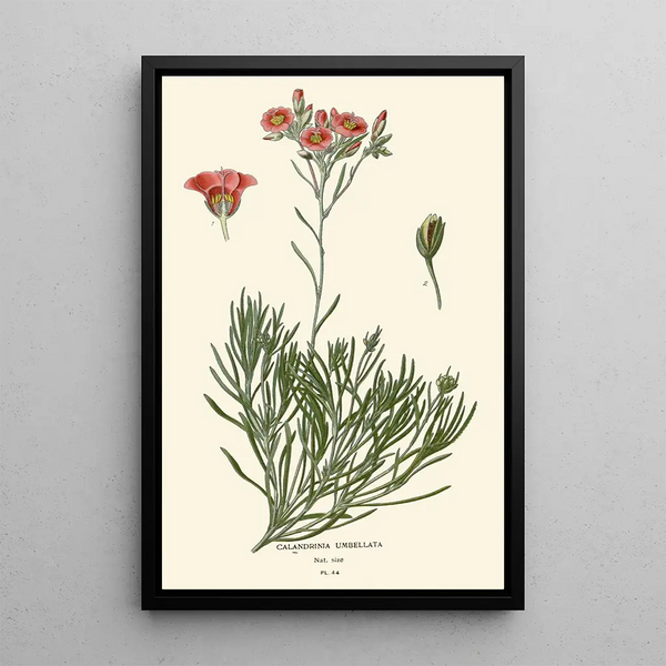 Calandrinia umbellata - Edward Step — oprawiony obraz na ścianie