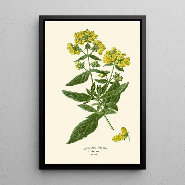 Reprodukcja obrazu Calceolaria rugosa - Edward Step