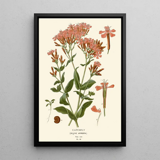 Edward Step - Catchfly.webp