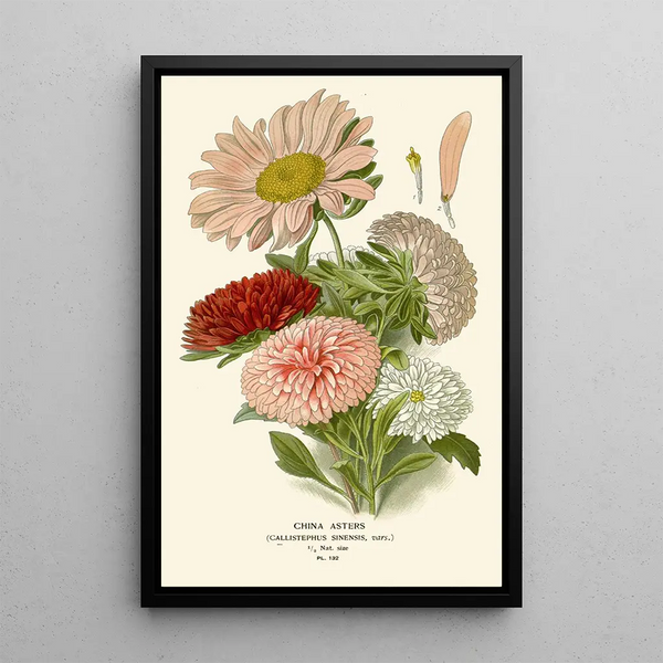 Reprodukcja obrazu Asters de Chine - Edward Step