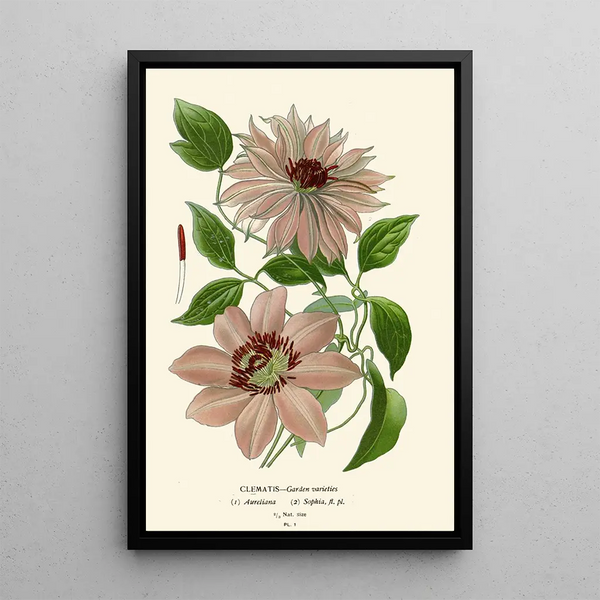 Reprodukcja obrazu Clématites de jardin - Edward Step