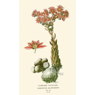 Edward Step - Cobwebby Houseleek.webp