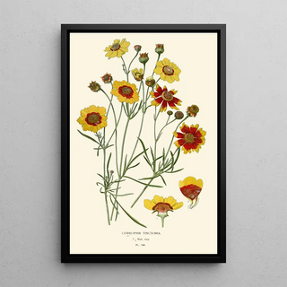 Edward Step - Coreopsis Tinctoria.webp