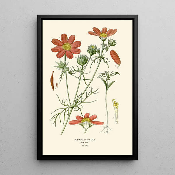 Reprodukcja obrazu Cosmos bipenné - Edward Step