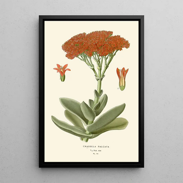 Crassula falcata - Edward Step — oprawiony obraz na ścianie