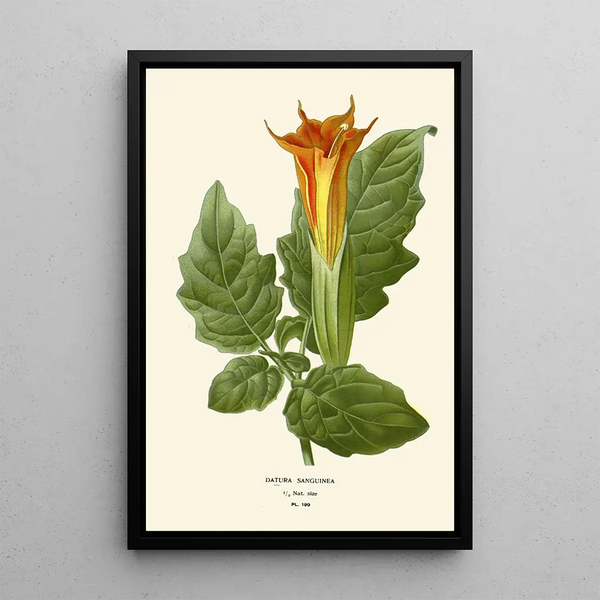 Reprodukcja obrazu Datura sanguinea - Edward Step