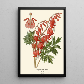 Edward Step - Dicentra Spectabilis.webp