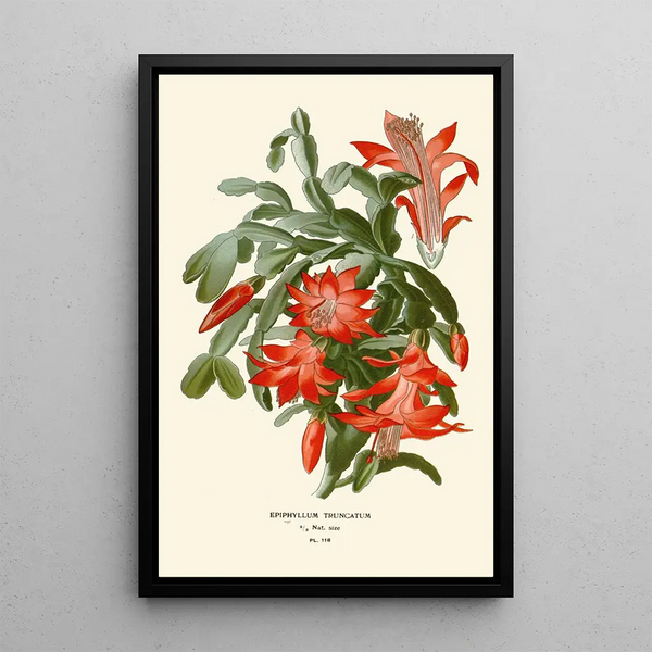 Reprodukcja obrazu Epiphyllum truncatum - Edward Step
