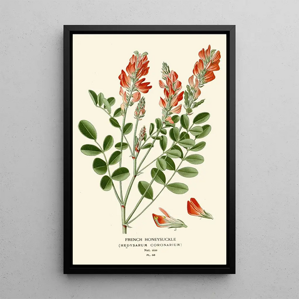 Reprodukcja obrazu Sainfoin - Edward Step