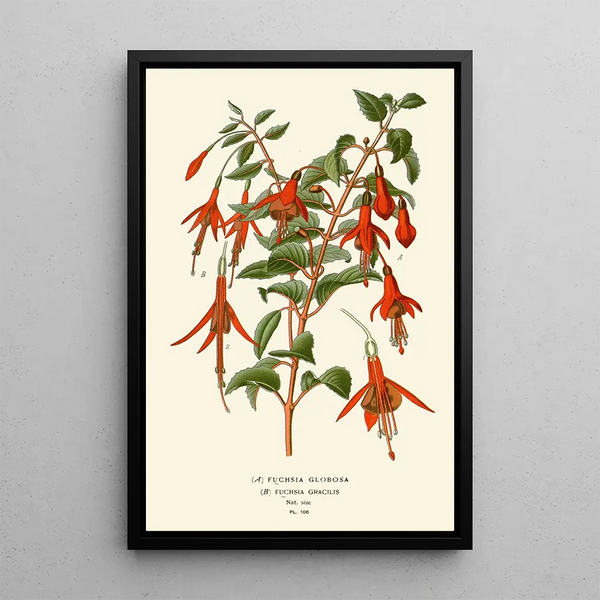 Reprodukcja obrazu Fuchsia globosa i gracilis - Edward Step
