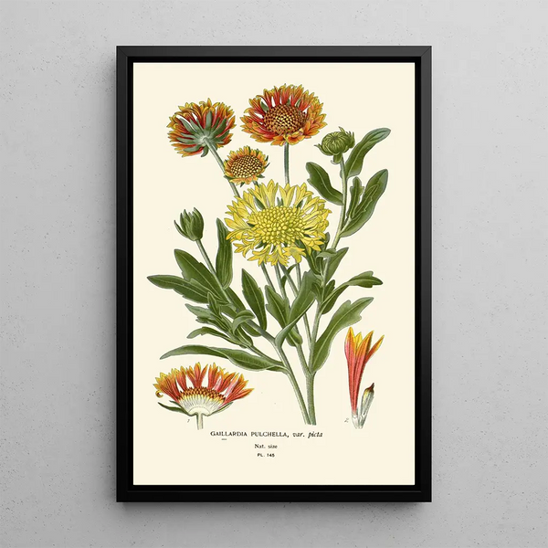 Reprodukcja obrazu Gaillarde elegancki - Edward Step