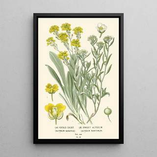 Edward Step - Gold Dust Sweet Alyssum.webp