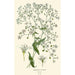 eleganckiego gypsophile'a - Edward Step — widok dzieła