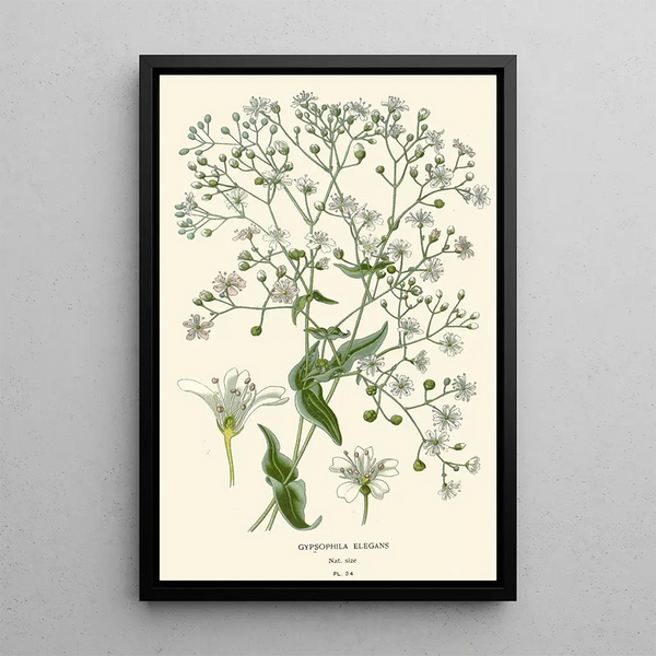 eleganckiego gypsophile'a - Edward Step — oprawiony obraz na ścianie