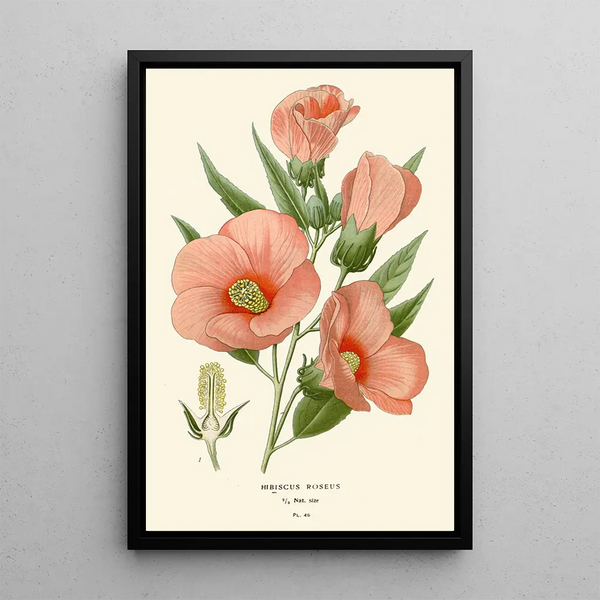 Hibiscus roseus - Edward Step — oprawiony obraz na ścianie