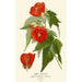 Abutilon hybrydowy - Edward Step — widok dzieła