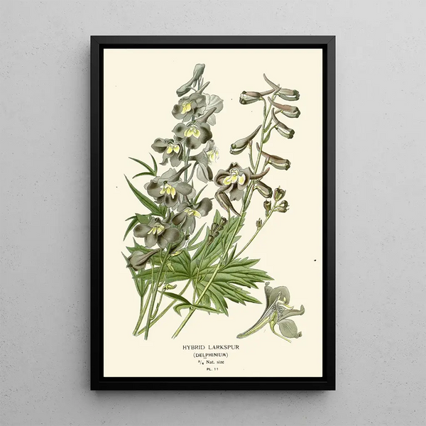 Reprodukcja obrazu hybrydowego delphinium - Edward Step