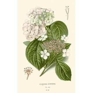 Edward Step - Hydrangea Hortensia.webp