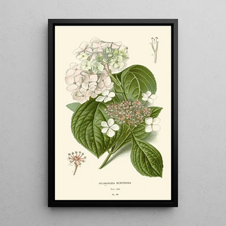 Edward Step - Hydrangea Hortensia.webp