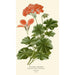 Geranium z liściami bluszczu - Edward Step — widok dzieła