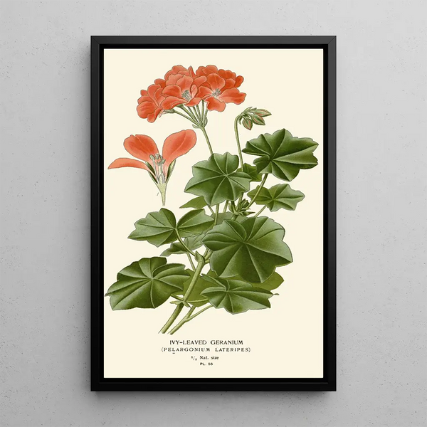 Geranium z liściami bluszczu - Edward Step — oprawiony obraz na ścianie