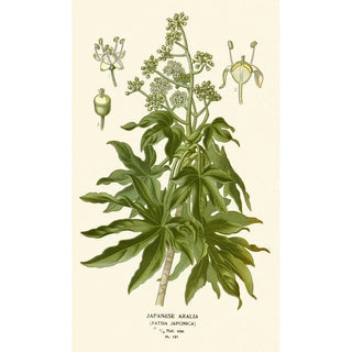 Edward Step - Japanese Aralia.webp