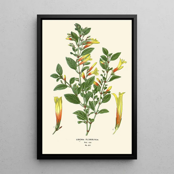 Libonia floribunda - Edward Step — oprawiony obraz na ścianie