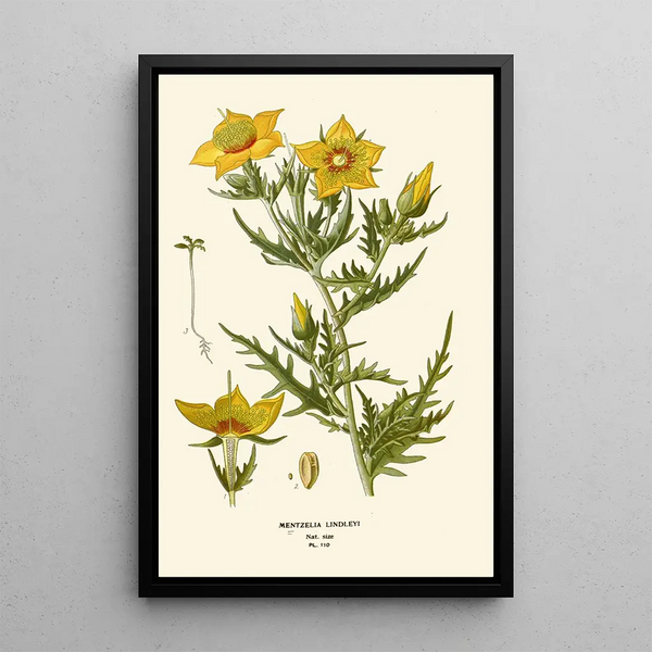 Reprodukcja obrazu Mentzelia Lindleyi - Edward Step
