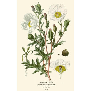 Edward Step - Mexican Poppy.webp