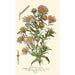 Asters de la Saint-Michel - Edward Step — widok dzieła