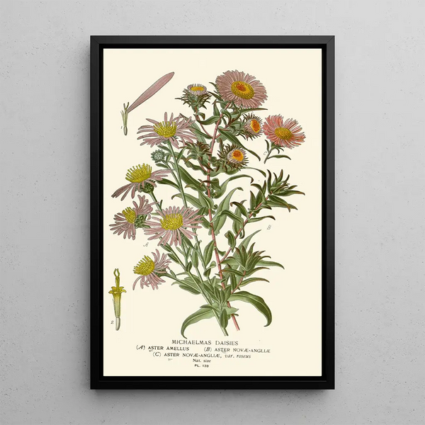 Asters de la Saint-Michel - Edward Step — oprawiony obraz na ścianie