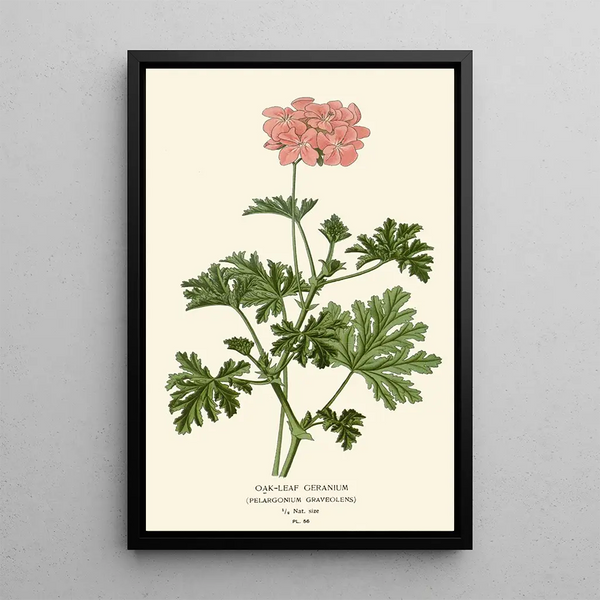 Reprodukcja obrazu Geranium z liśćmi dębu - Edward Step