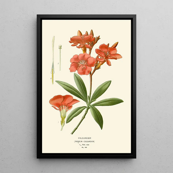 Reprodukcja obrazu Laurier-rose - Edward Step