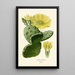 Reprodukcja obrazu Opuntia vulgaris - Edward Step