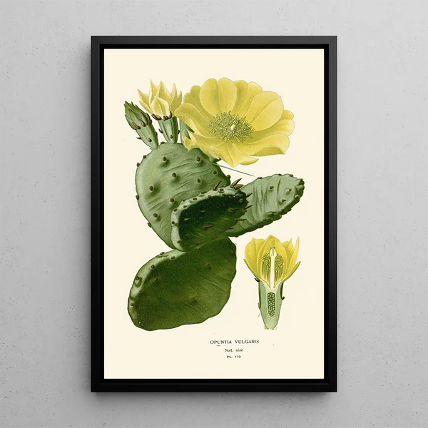 Reprodukcja obrazu Opuntia vulgaris - Edward Step