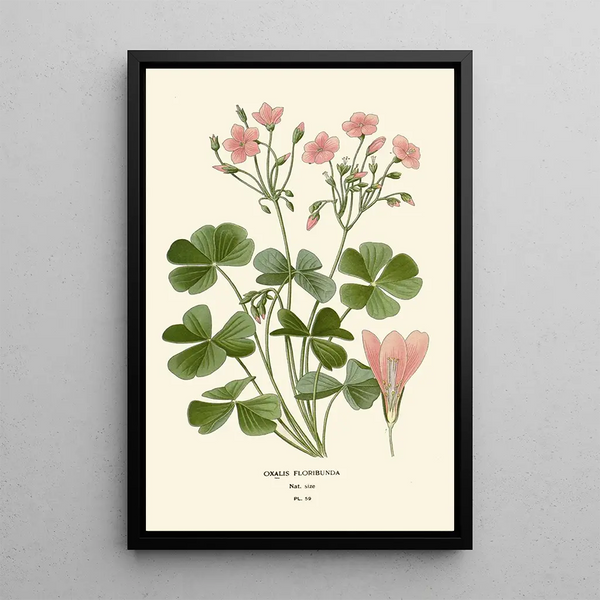 Reprodukcja obrazu Oxalis floribunda - Edward Step