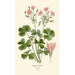 Reprodukcja obrazu Oxalis floribunda - Edward Step